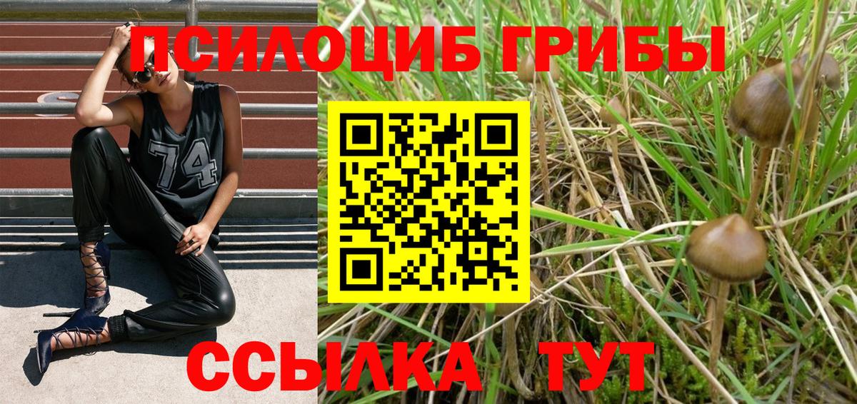 Галлюциногенные грибы Psilocybe Воткинск